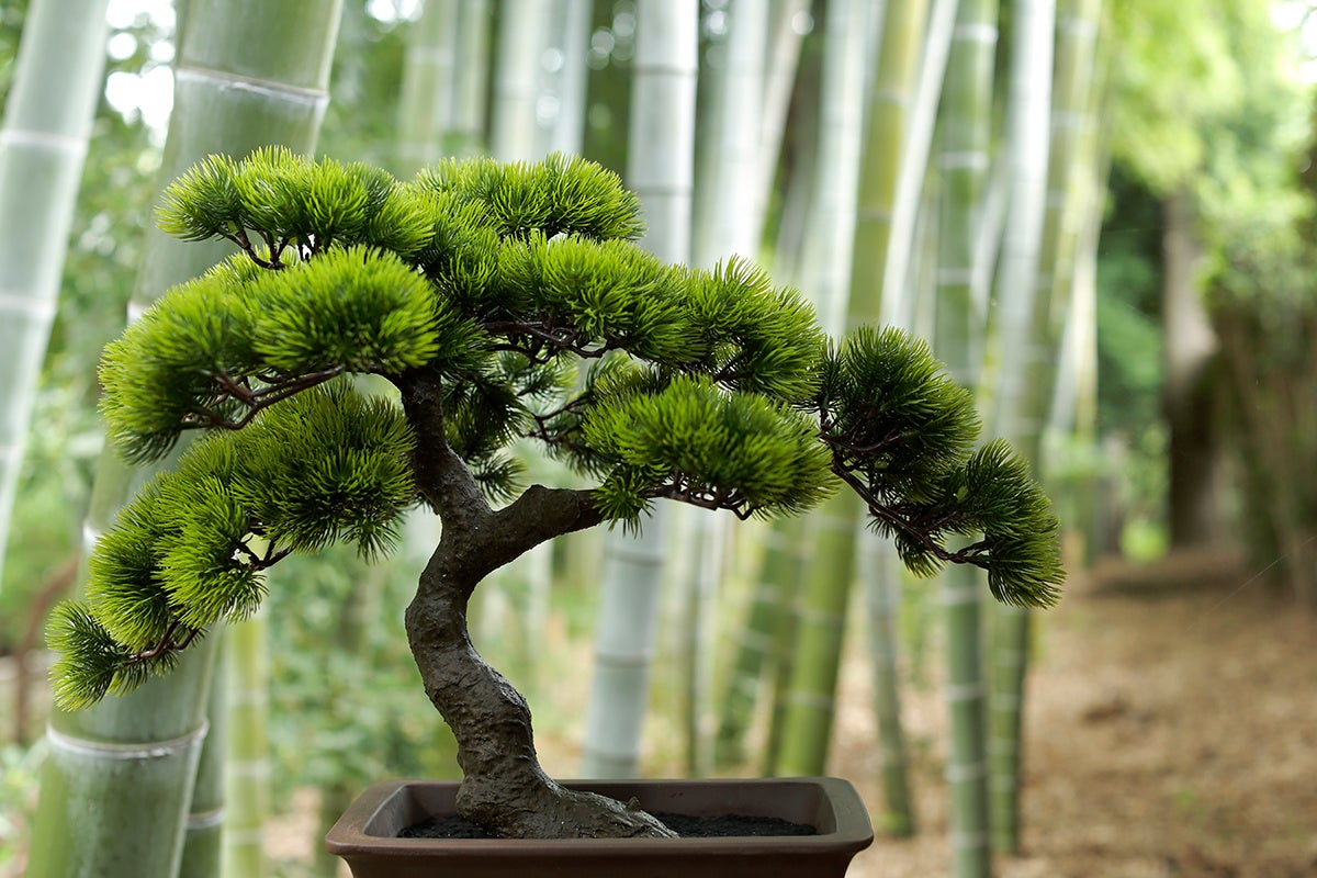 bonsai